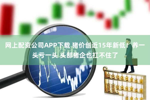 网上配资公司APP下载 猪价创近15年新低！养一头亏一头 头部猪企也扛不住了